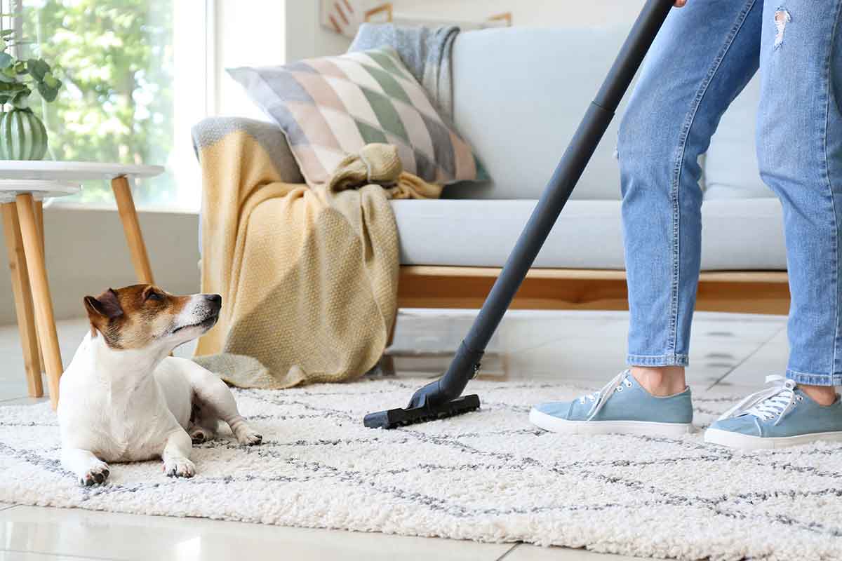 Pet-Stain-and-Odor-Removal